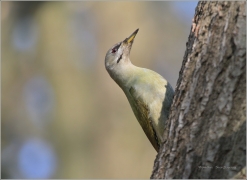 <p>ŽLUNA ŠEDÁ (Picus canus)</p>